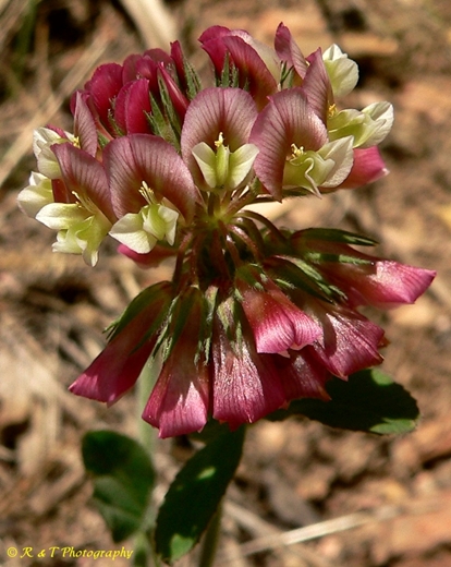{Trifolium reflexum}